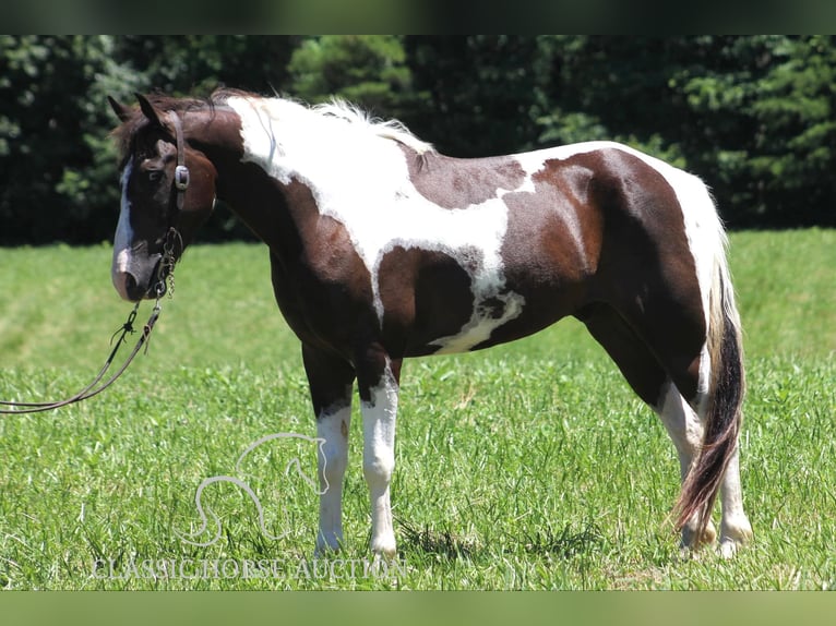 Caballo de silla manchada Caballo castrado 10 años 152 cm Tobiano-todas las-capas in Whitley CitY, KY