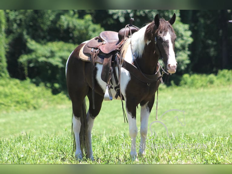 Caballo de silla manchada Caballo castrado 10 años 152 cm Tobiano-todas las-capas in Whitley CitY, KY