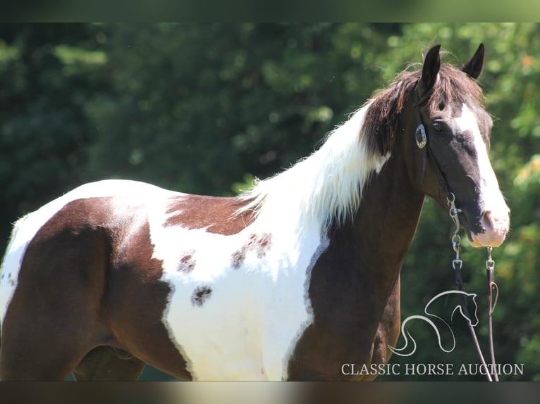 Caballo de silla manchada Caballo castrado 10 años 152 cm Tobiano-todas las-capas in Whitley CitY, KY