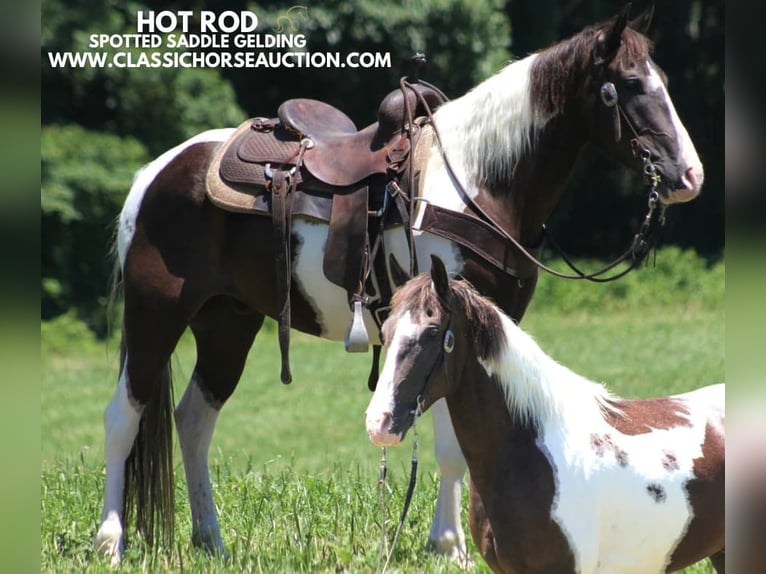 Caballo de silla manchada Caballo castrado 10 años 152 cm Tobiano-todas las-capas in Whitley CitY, KY