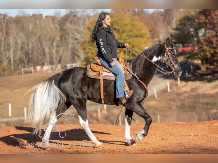 Caballo de silla manchada Caballo castrado 11 años 152 cm Negro in Hull, GA