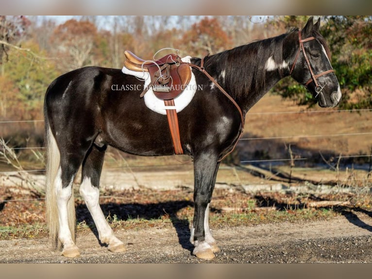 Caballo de silla manchada Caballo castrado 11 años 152 cm Negro in Hull, GA