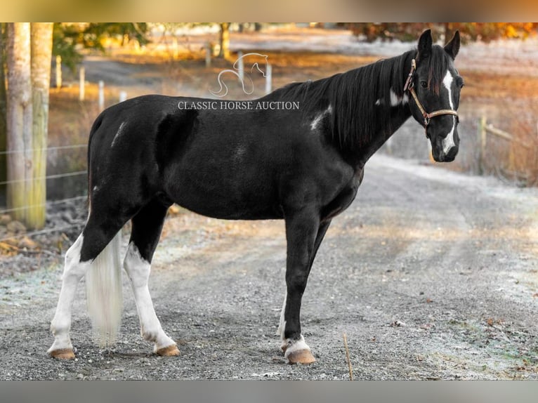 Caballo de silla manchada Caballo castrado 11 años 152 cm Negro in Hull, GA