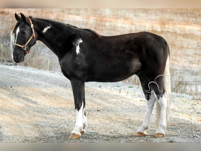 Caballo de silla manchada Caballo castrado 11 años 152 cm Negro in Hull, GA