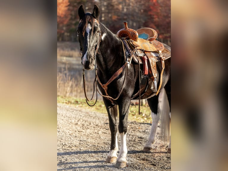 Caballo de silla manchada Caballo castrado 11 años 152 cm Negro in Hull, GA