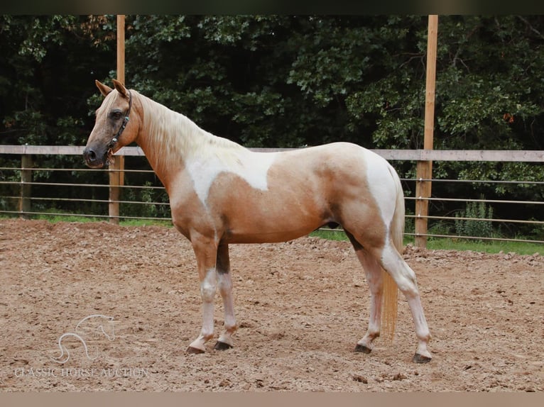 Caballo de silla manchada Caballo castrado 12 años 142 cm Palomino in Gerald, MO