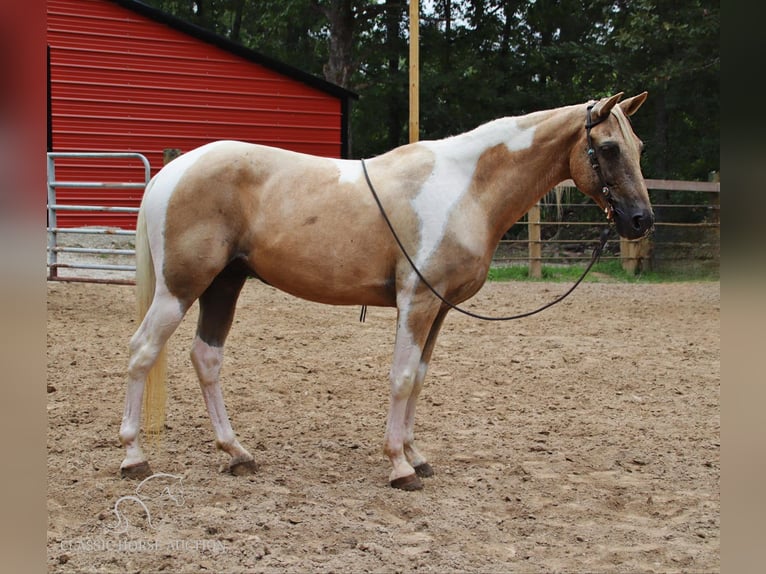 Caballo de silla manchada Caballo castrado 12 años 142 cm Palomino in Gerald, MO