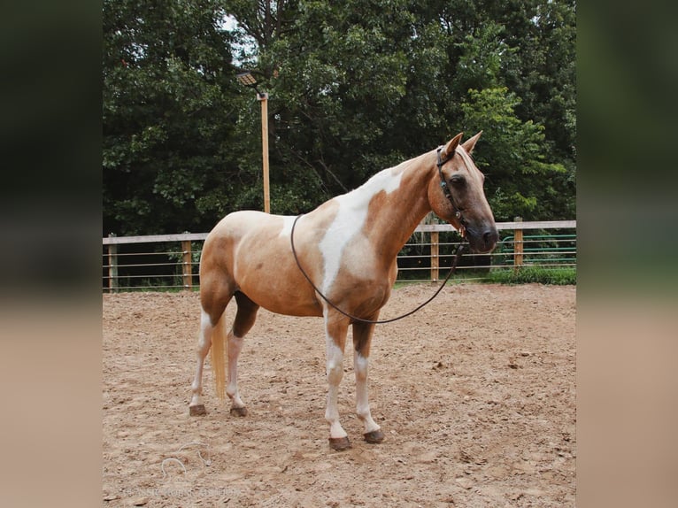 Caballo de silla manchada Caballo castrado 12 años 142 cm Palomino in Gerald, MO