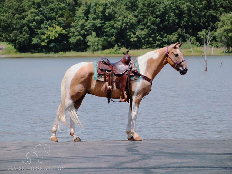 Caballo de silla manchada Caballo castrado 12 años 142 cm Palomino in Gerald, MO