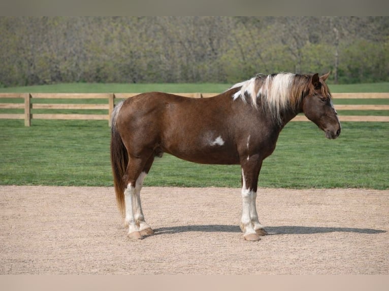 Caballo de silla manchada Caballo castrado 12 años 152 cm Pío in Wallingford