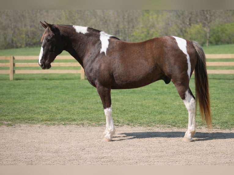 Caballo de silla manchada Caballo castrado 12 años 152 cm Pío in Wallingford
