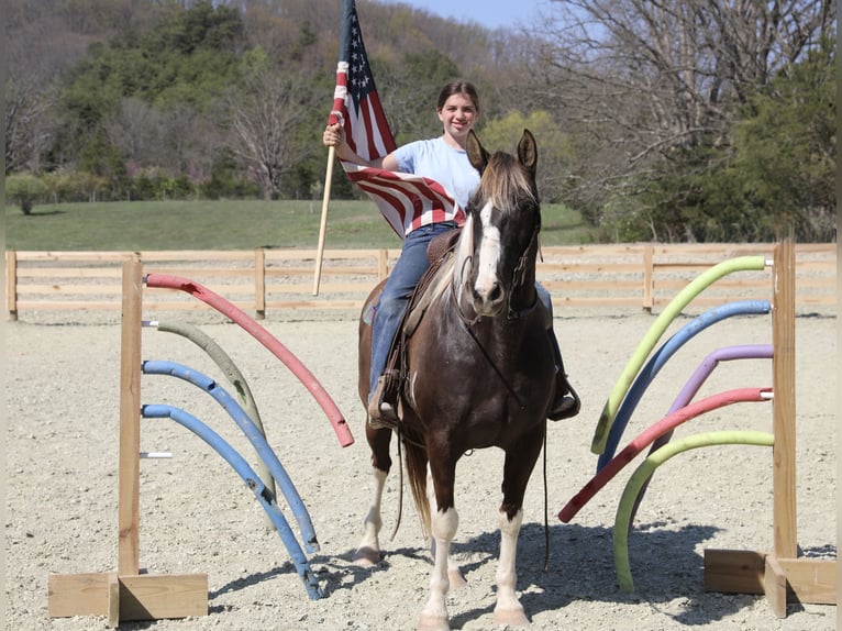 Caballo de silla manchada Caballo castrado 12 años 152 cm Pío in Wallingford