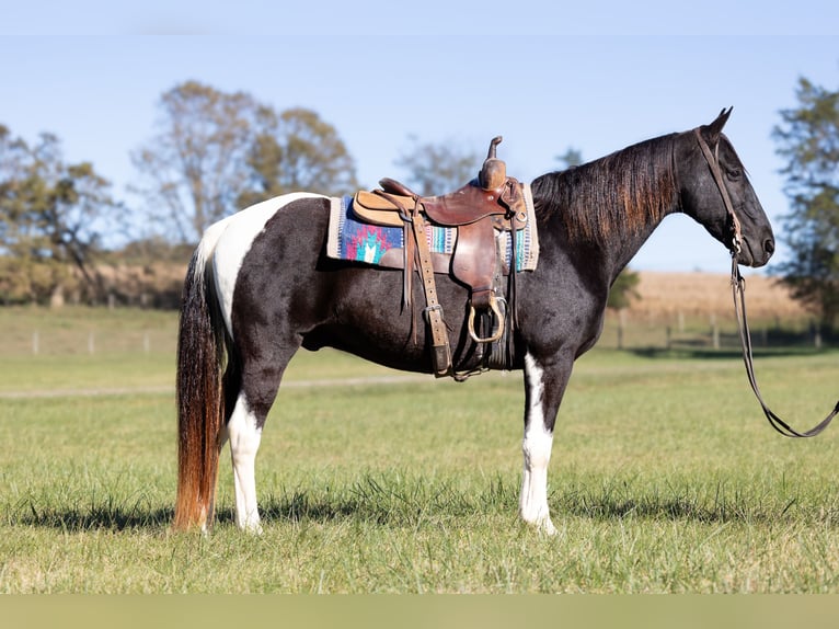 Caballo de silla manchada Caballo castrado 12 años 152 cm Tobiano-todas las-capas in Hillsboro