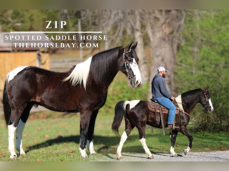 Caballo de silla manchada Caballo castrado 12 años 155 cm Tobiano-todas las-capas in Mount Vernon, KY