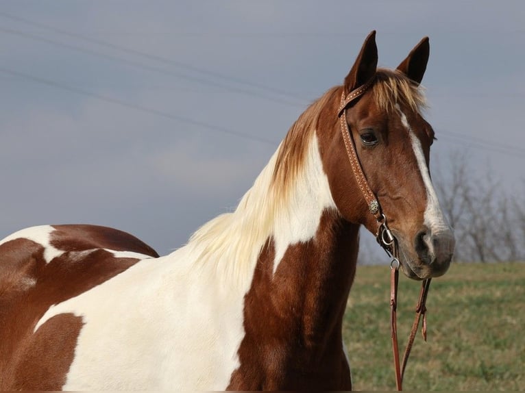 Caballo de silla manchada Caballo castrado 12 años 157 cm Tobiano-todas las-capas in Whitley City KY