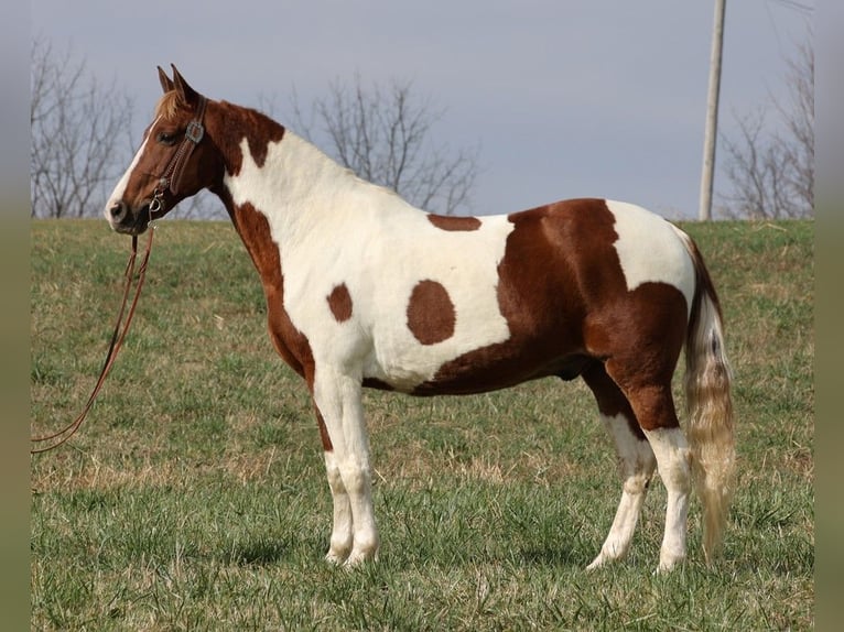 Caballo de silla manchada Caballo castrado 12 años 157 cm Tobiano-todas las-capas in Whitley City KY