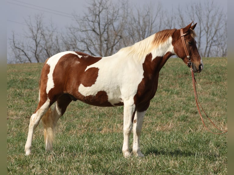 Caballo de silla manchada Caballo castrado 12 años 157 cm Tobiano-todas las-capas in Whitley City KY