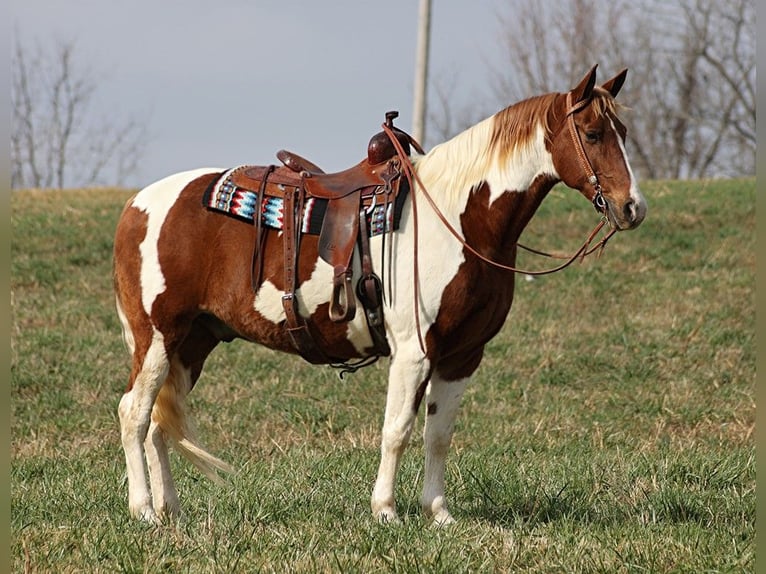 Caballo de silla manchada Caballo castrado 12 años 157 cm Tobiano-todas las-capas in Whitley City KY