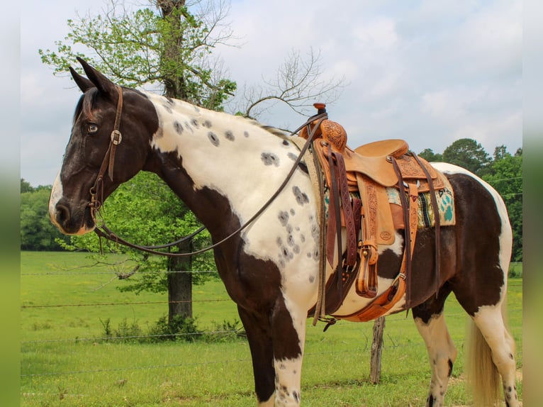 Caballo de silla manchada Caballo castrado 12 años 165 cm Tobiano-todas las-capas in Rusk TX