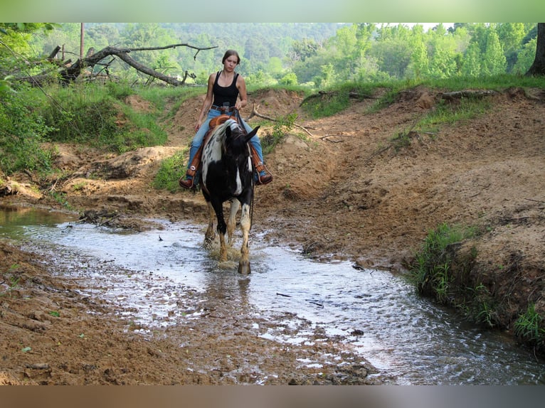 Caballo de silla manchada Caballo castrado 12 años 165 cm Tobiano-todas las-capas in Rusk TX