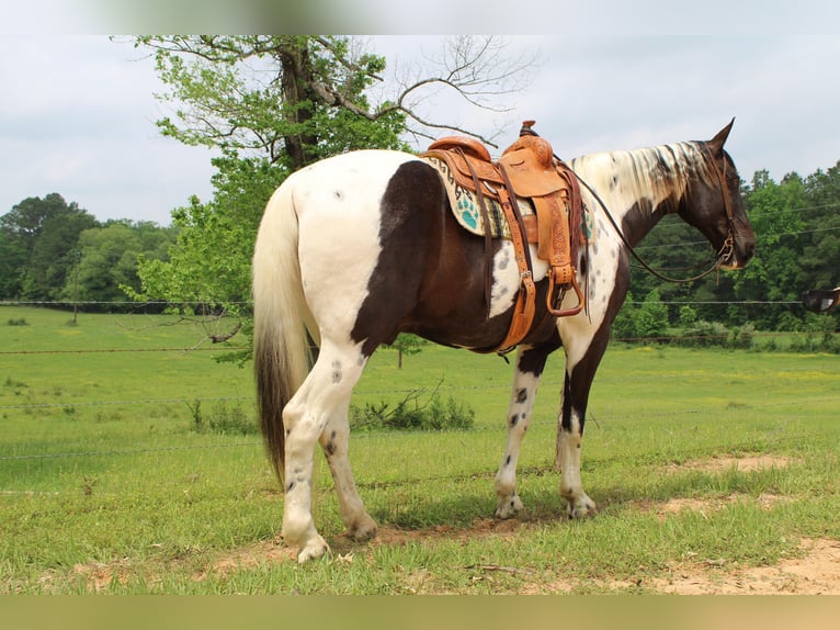 Caballo de silla manchada Caballo castrado 12 años 165 cm Tobiano-todas las-capas in Rusk TX