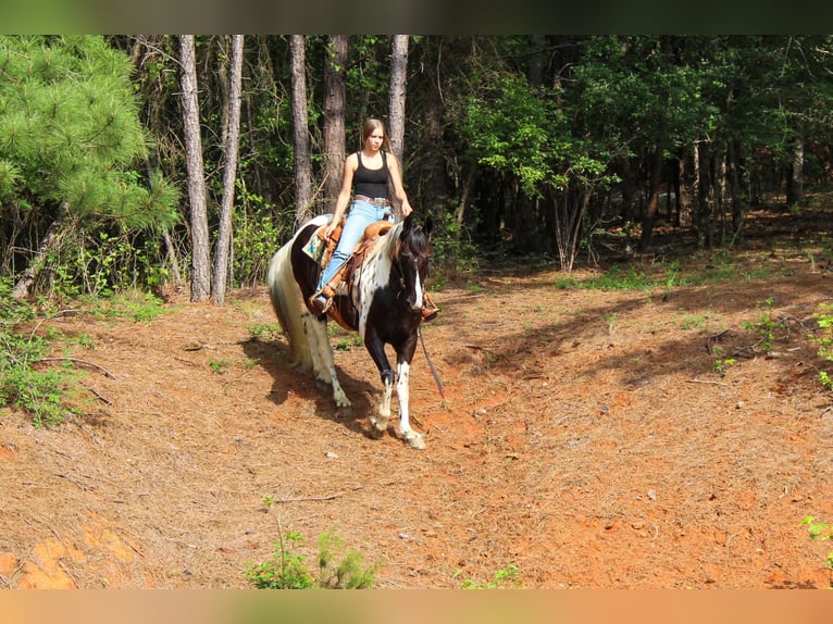 Caballo de silla manchada Caballo castrado 12 años 165 cm Tobiano-todas las-capas in Rusk TX