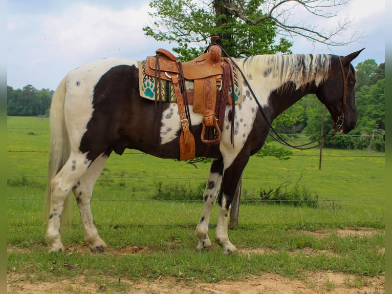 Caballo de silla manchada Caballo castrado 12 años 165 cm Tobiano-todas las-capas in Rusk TX