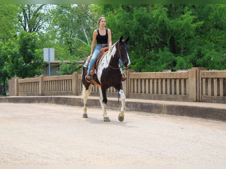 Caballo de silla manchada Caballo castrado 12 años 165 cm Tobiano-todas las-capas in Rusk TX