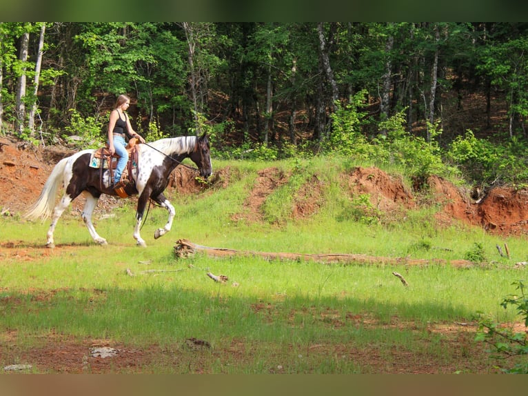 Caballo de silla manchada Caballo castrado 12 años 165 cm Tobiano-todas las-capas in Rusk TX