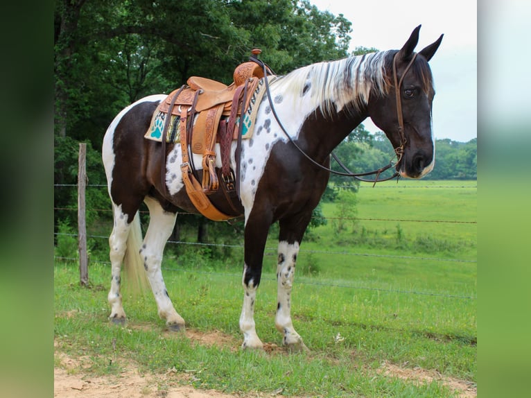 Caballo de silla manchada Caballo castrado 12 años 165 cm Tobiano-todas las-capas in Rusk TX