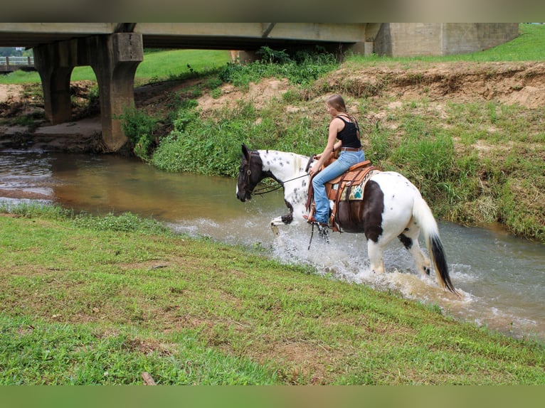 Caballo de silla manchada Caballo castrado 12 años 165 cm Tobiano-todas las-capas in Rusk TX