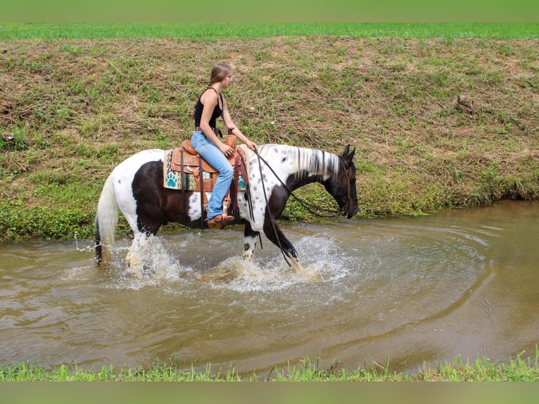 Caballo de silla manchada Caballo castrado 12 años 165 cm Tobiano-todas las-capas in Rusk TX