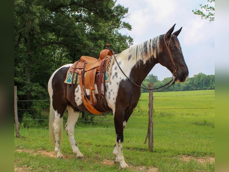 Caballo de silla manchada Caballo castrado 12 años 165 cm Tobiano-todas las-capas in Rusk TX