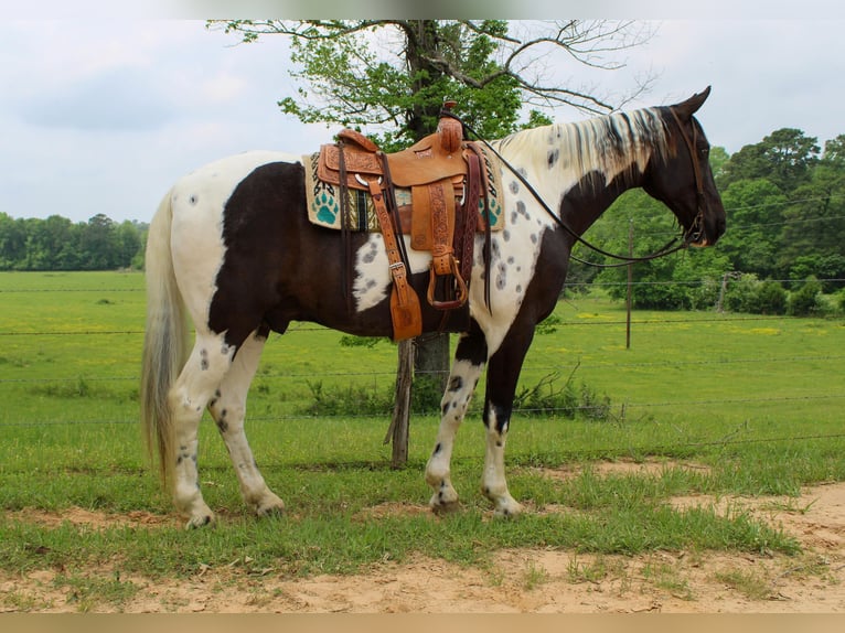 Caballo de silla manchada Caballo castrado 12 años 165 cm Tobiano-todas las-capas in Rusk TX