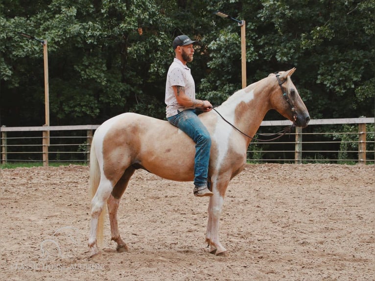 Caballo de silla manchada Caballo castrado 13 años 142 cm Palomino in Gerald, MO