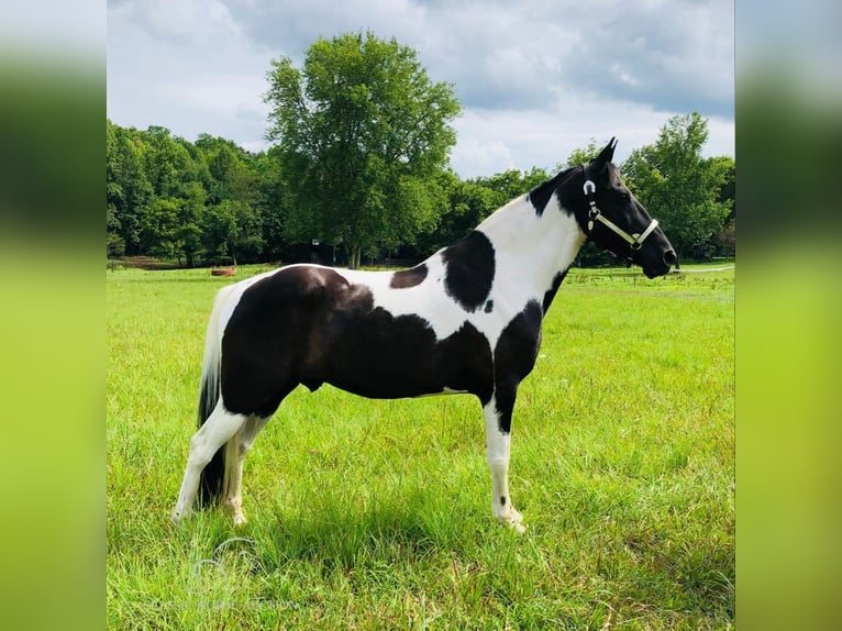 Caballo de silla manchada Caballo castrado 13 años 152 cm Tobiano-todas las-capas in Rockholds, KY