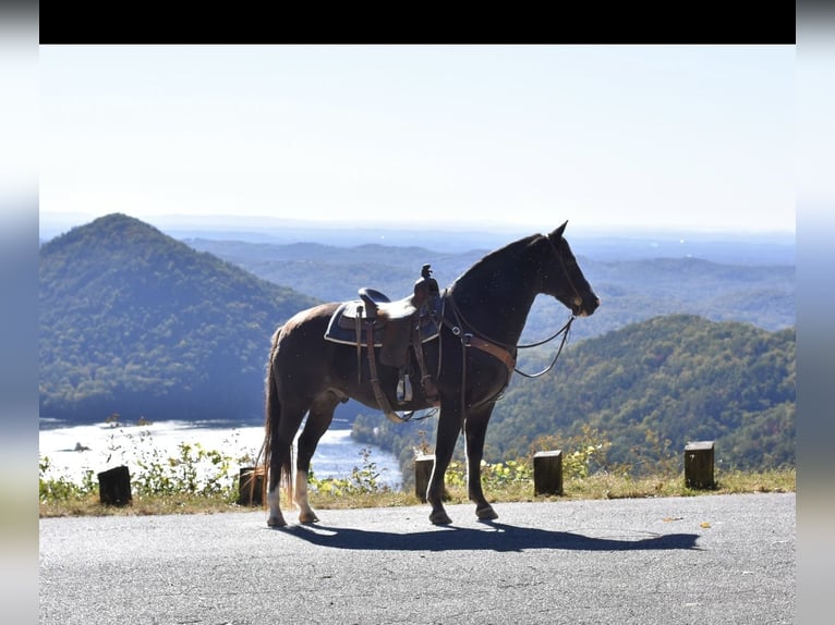 Caballo de silla manchada Caballo castrado 13 años 155 cm Negro in Cleveland