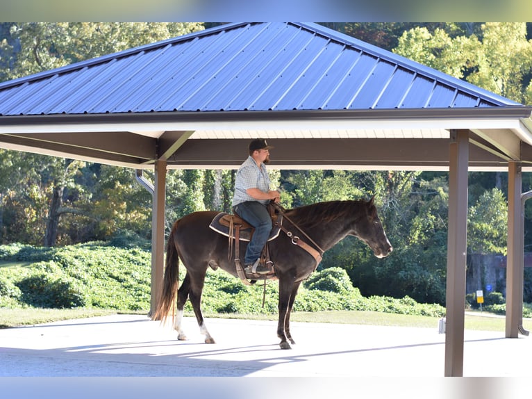 Caballo de silla manchada Caballo castrado 13 años 155 cm Negro in Cleveland