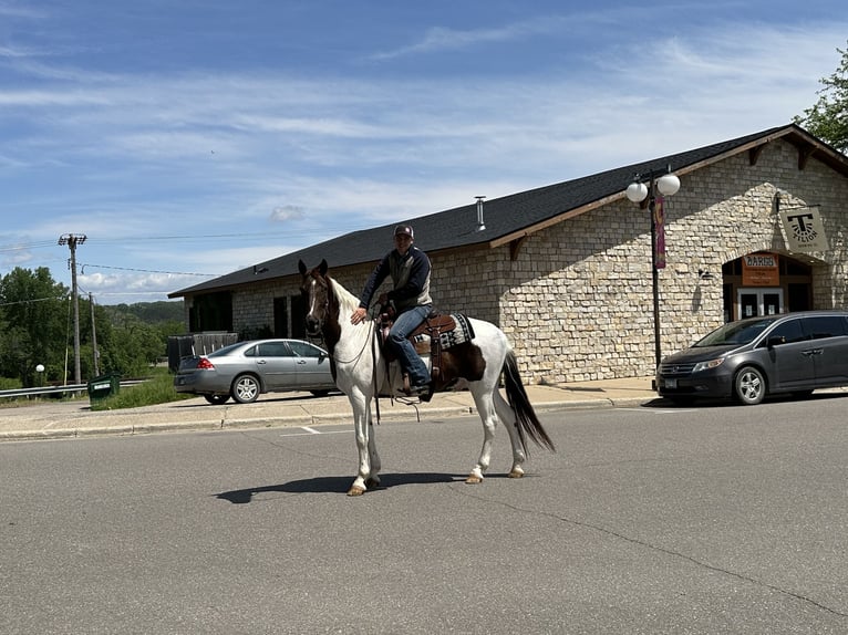 Caballo de silla manchada Caballo castrado 13 años 157 cm Alazán rojizo in Cannon Falls