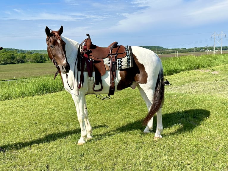 Caballo de silla manchada Caballo castrado 13 años 157 cm Alazán rojizo in Cannon Falls