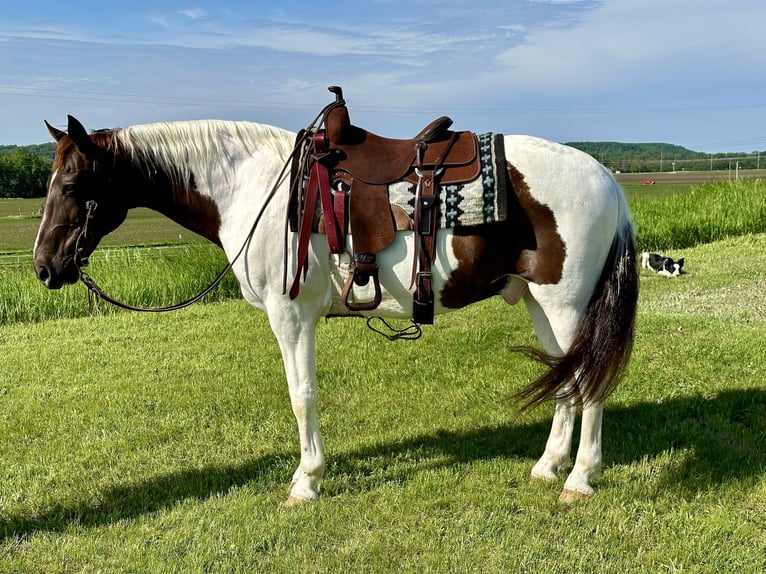 Caballo de silla manchada Caballo castrado 13 años 157 cm Alazán rojizo in Cannon Falls