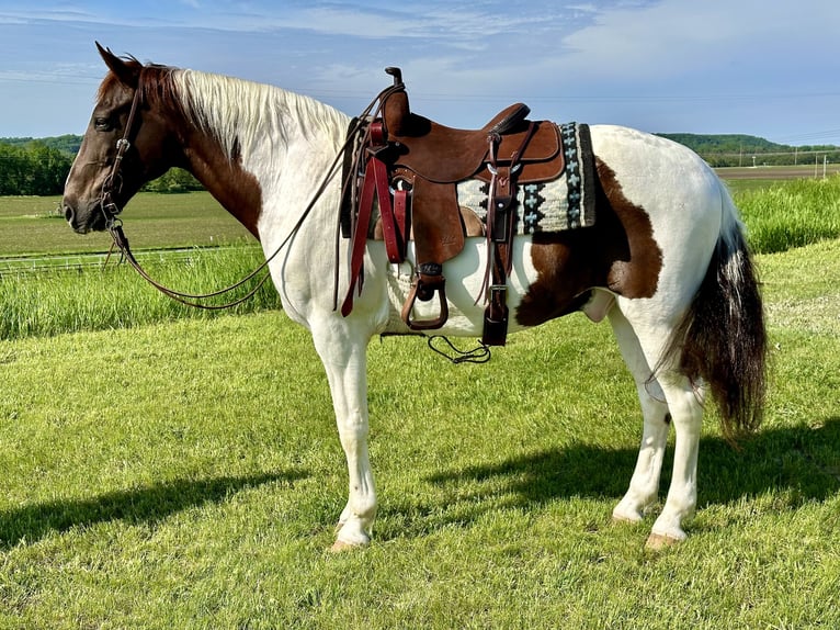 Caballo de silla manchada Caballo castrado 13 años 157 cm Alazán rojizo in Cannon Falls