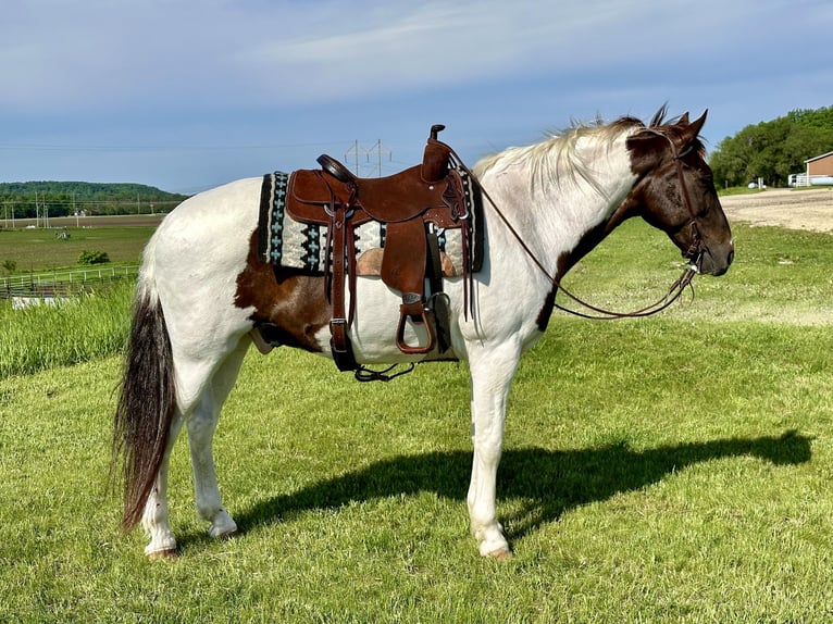 Caballo de silla manchada Caballo castrado 13 años 157 cm Alazán rojizo in Cannon Falls