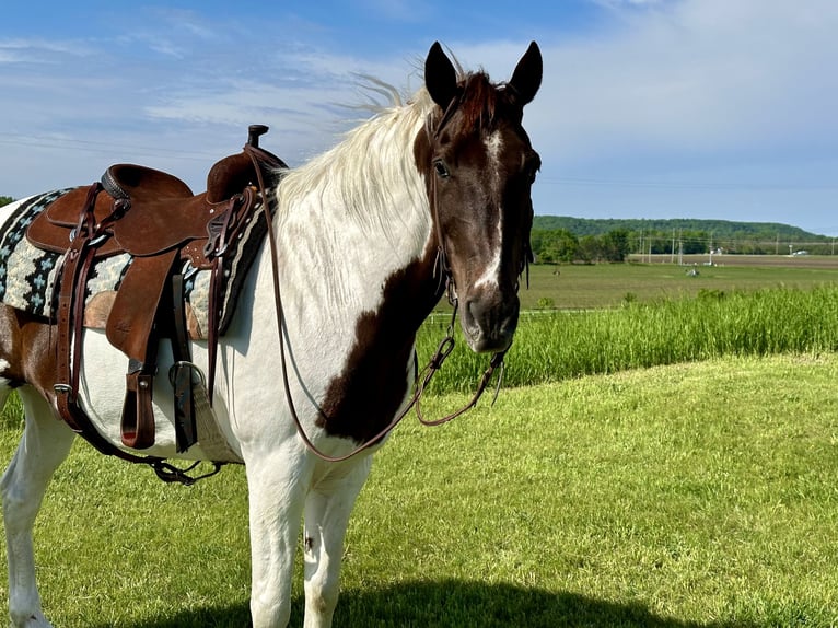 Caballo de silla manchada Caballo castrado 13 años 157 cm Alazán rojizo in Cannon Falls