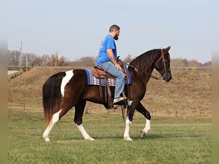 Caballo de silla manchada Caballo castrado 13 años 157 cm Tobiano-todas las-capas in Jamestown Ky