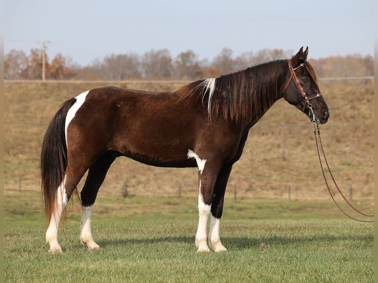 Caballo de silla manchada Caballo castrado 13 años 157 cm Tobiano-todas las-capas in Jamestown Ky