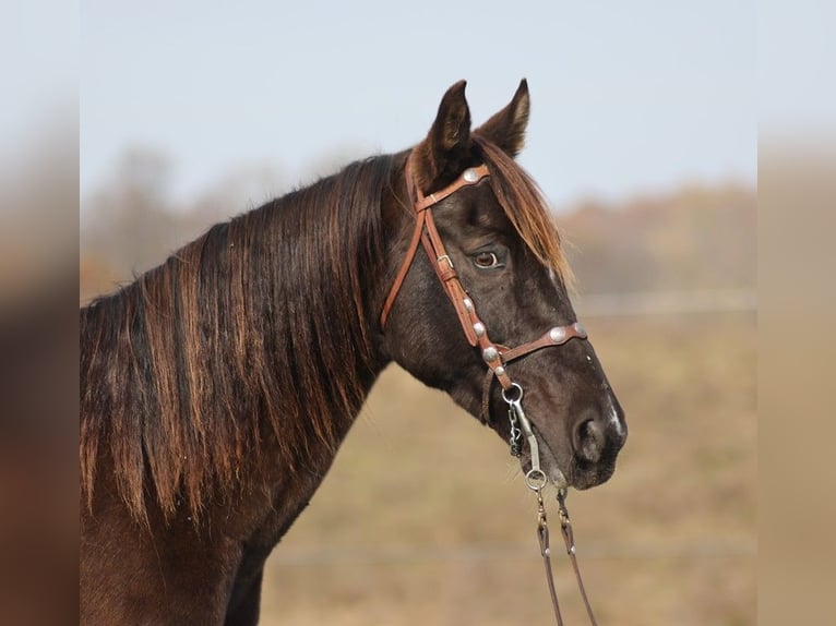 Caballo de silla manchada Caballo castrado 13 años 157 cm Tobiano-todas las-capas in Jamestown Ky