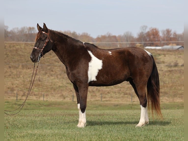 Caballo de silla manchada Caballo castrado 13 años 157 cm Tobiano-todas las-capas in Jamestown Ky