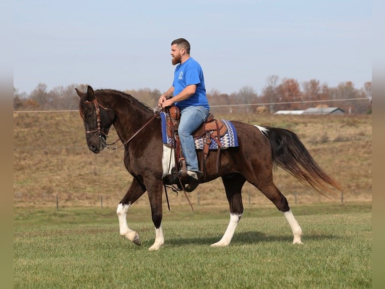 Caballo de silla manchada Caballo castrado 13 años 157 cm Tobiano-todas las-capas in Jamestown Ky