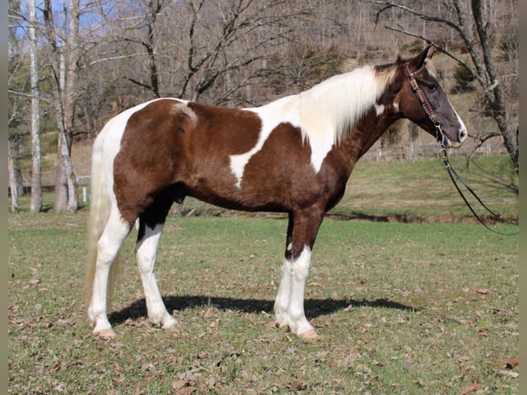 Caballo de silla manchada Caballo castrado 13 años Tobiano-todas las-capas in MOunt vernon KY